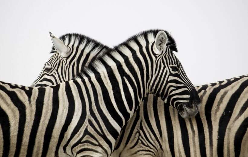 Botswana, Zimbabwe - 05/2026