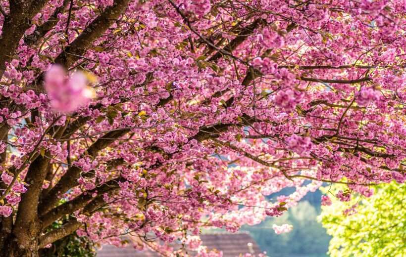 Japonsko - sakury 04/2027